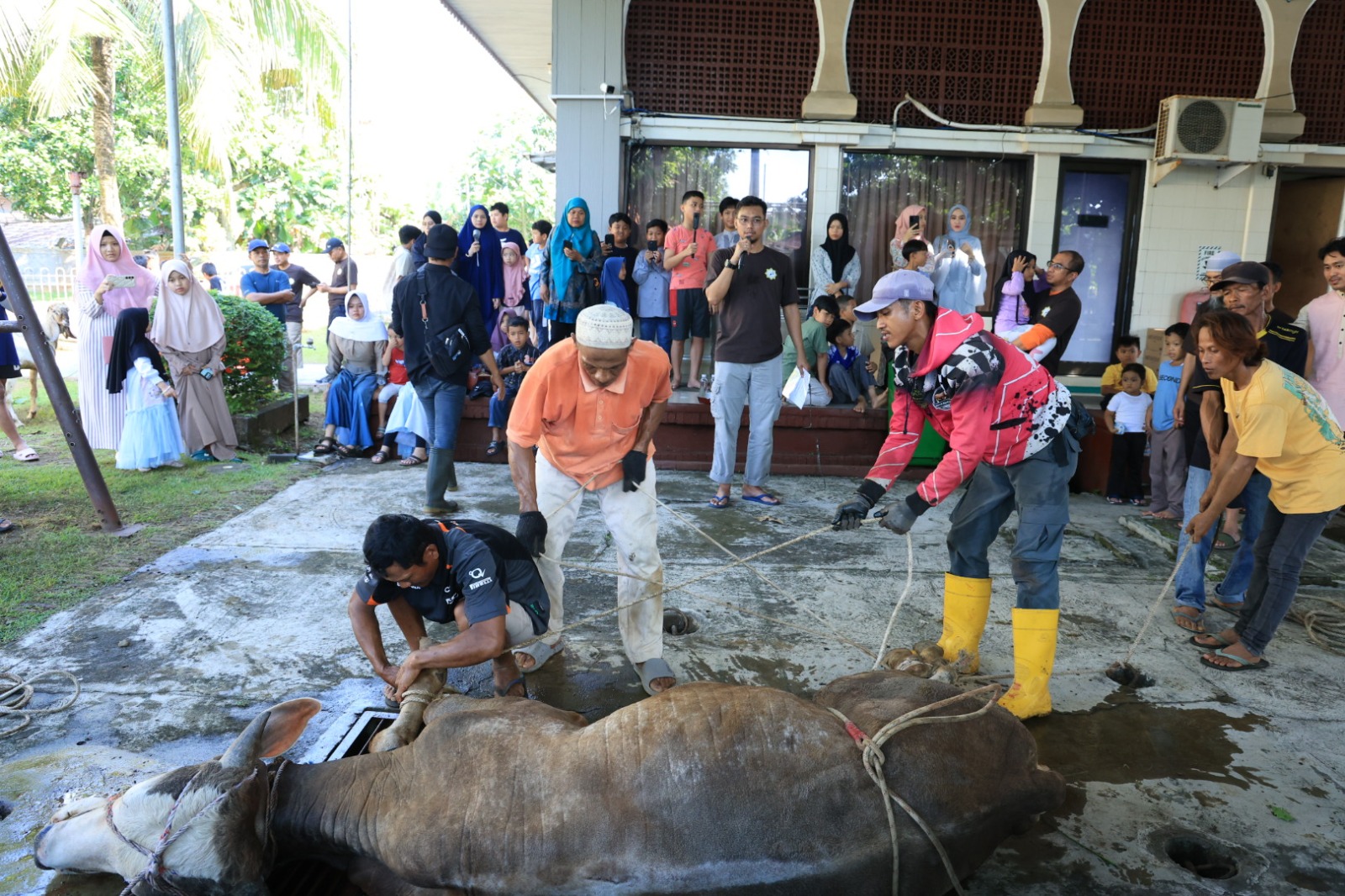 Idul Adha 1447 H Membawa Harapan, Dukungan Pertamina Patra Niaga Kilang Cilacap Menguatkan Peternak Lokal Cilacap